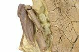 Hadrosaur Tooth with Bones & Tendons - Rare Rooted Tooth! #292580-1